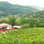 oscarwine_cascina_bandiera_03