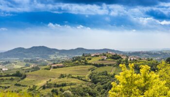 consorzio collio