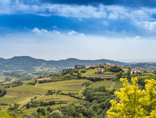 consorzio collio