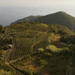 oscarwine_caduferra_01