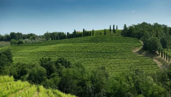 collio evolution
