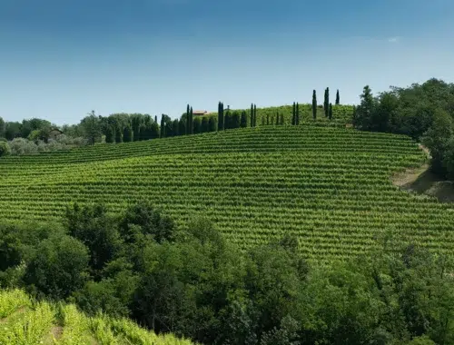 collio evolution