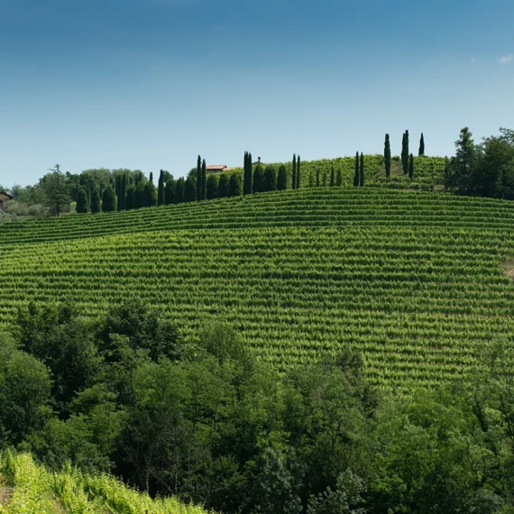 collio evolution