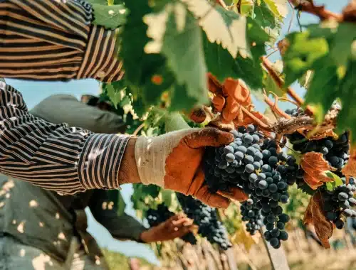 consorzio morellino precisiamo
