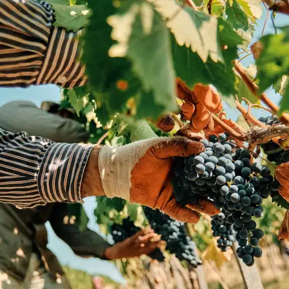 consorzio morellino precisiamo