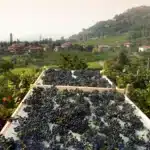 moscato di scanzo