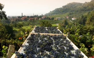 moscato di scanzo