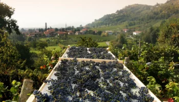 moscato di scanzo
