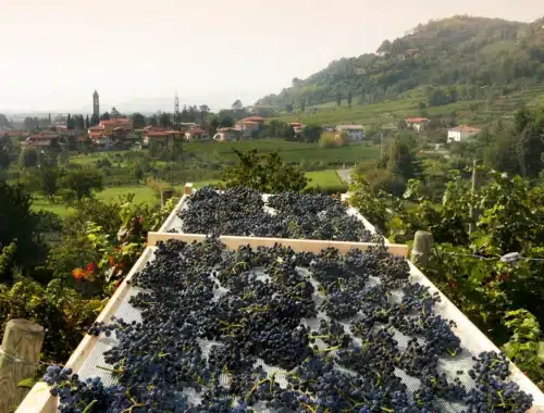 moscato di scanzo