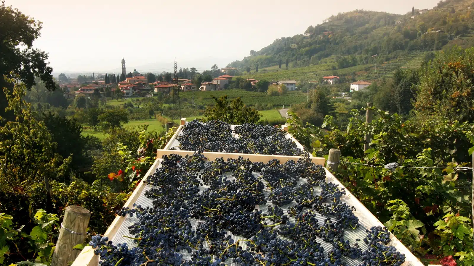 moscato di scanzo