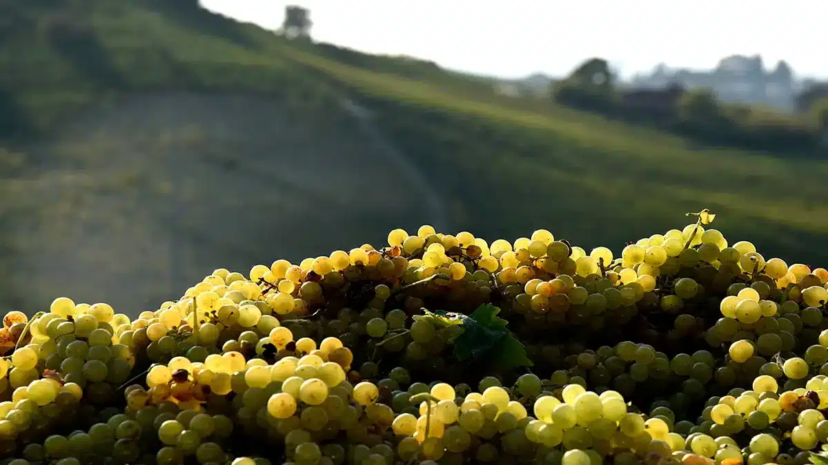 asti docg piwi