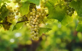 asti docg piwi