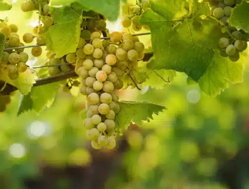 asti docg piwi