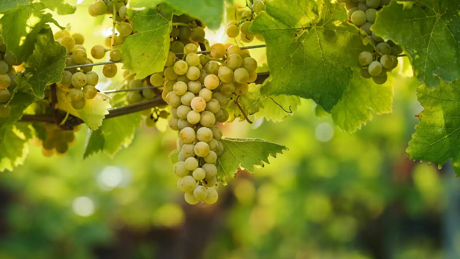 asti docg piwi