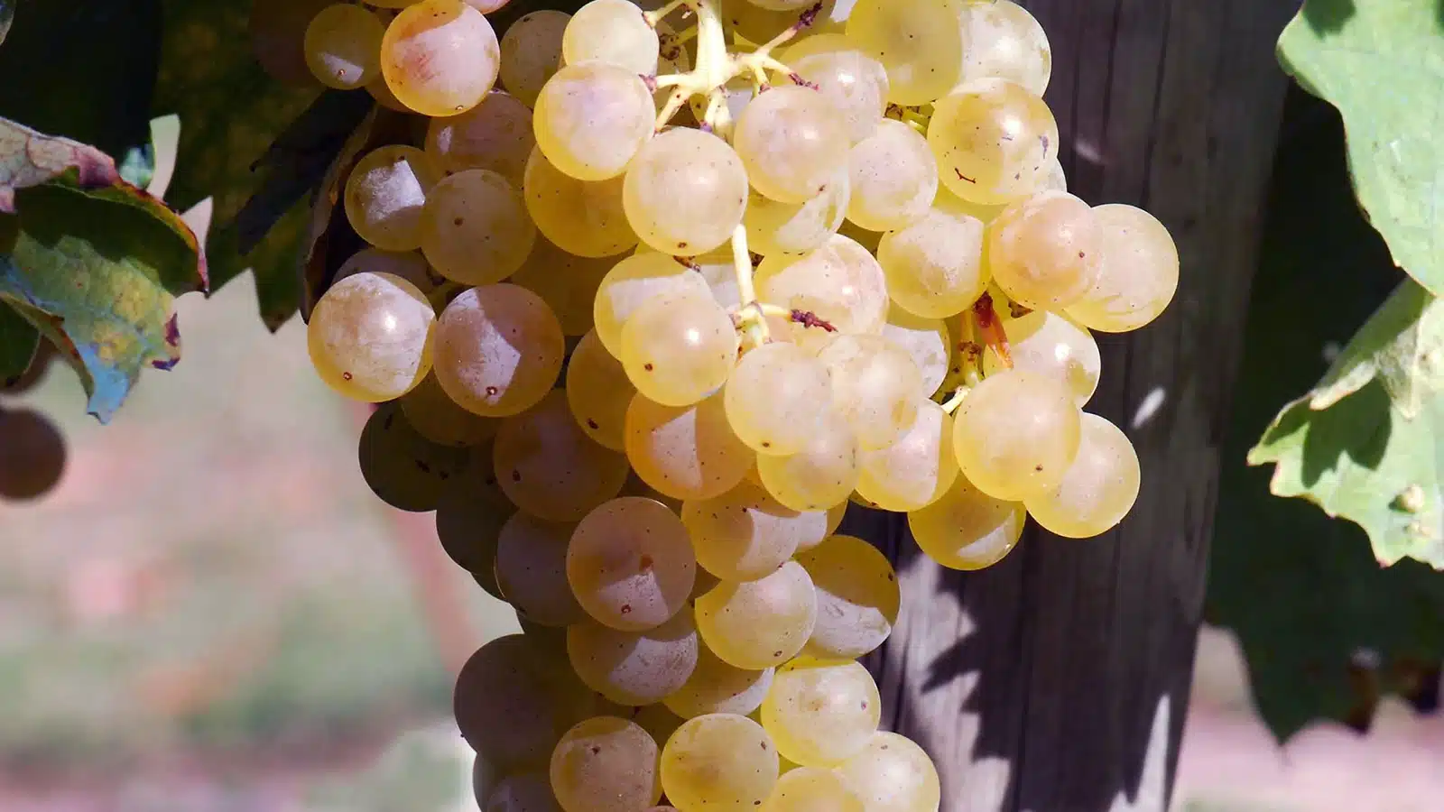 trebbiano toscano