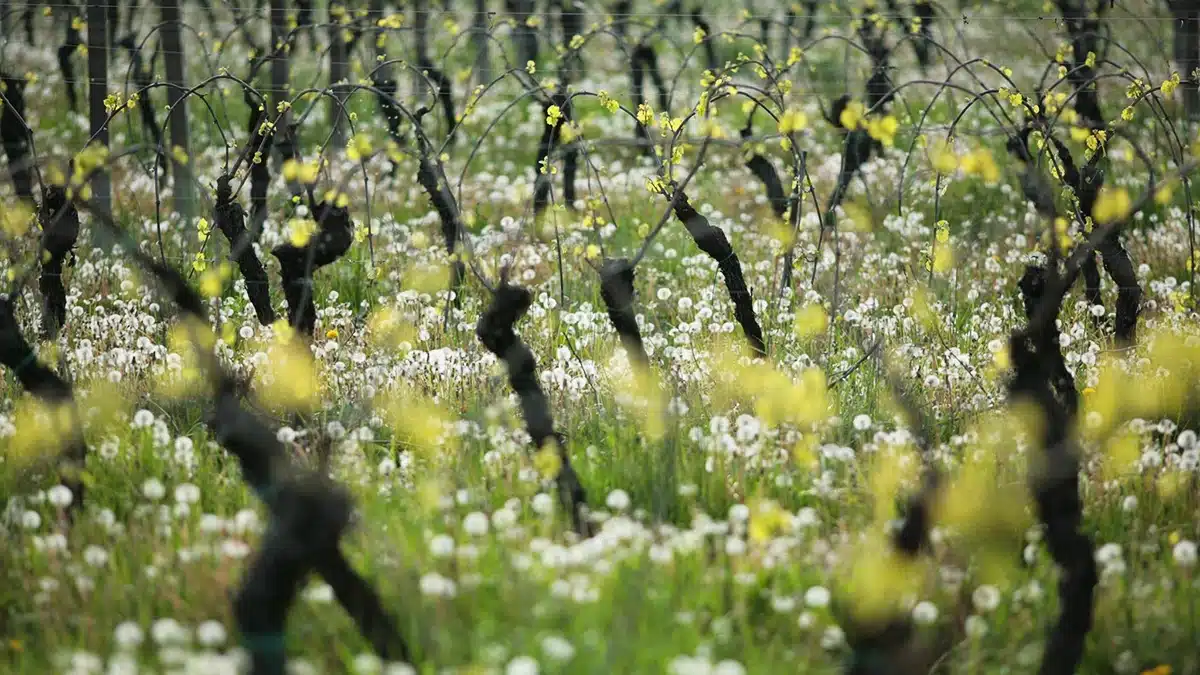azienda agricola marangona