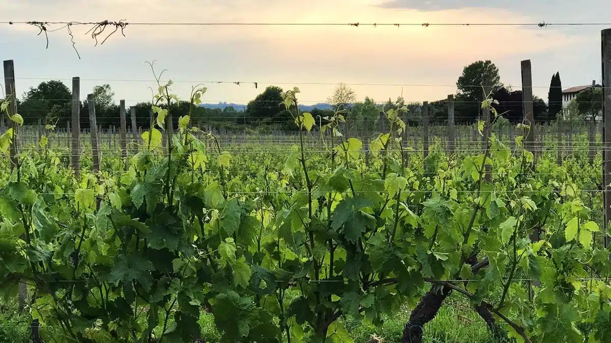 azienda agricola marangona