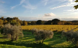 umbria top