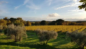 umbria top