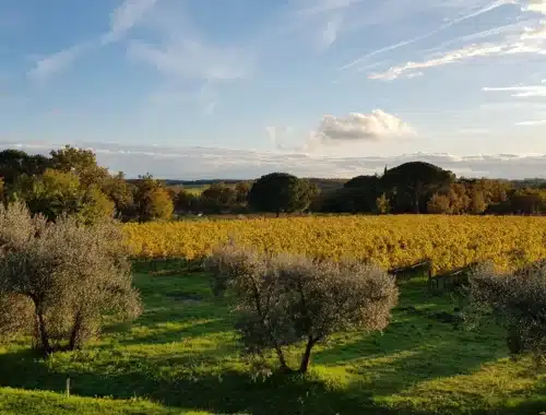 umbria top