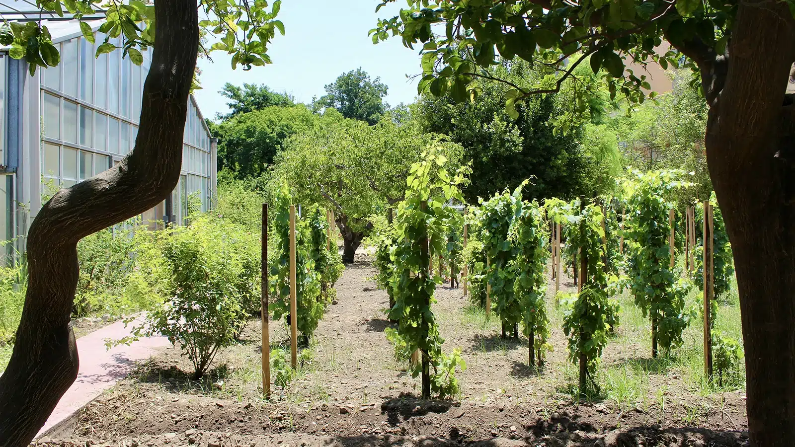 vigna del gallo