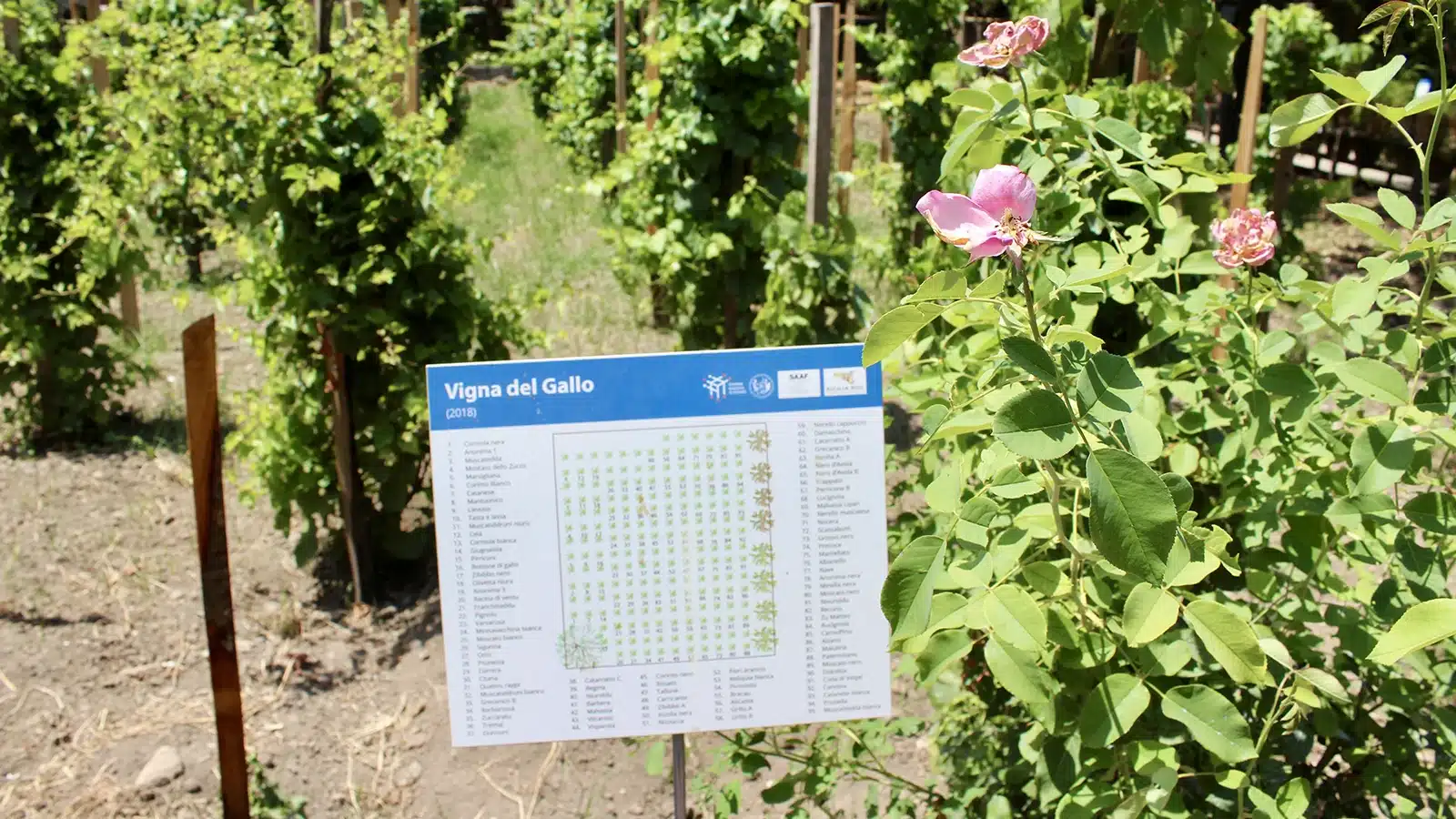 vigna del gallo