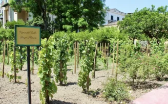 vigna del gallo