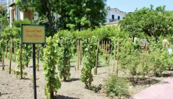 vigna del gallo