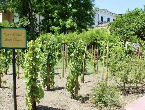 vigna del gallo