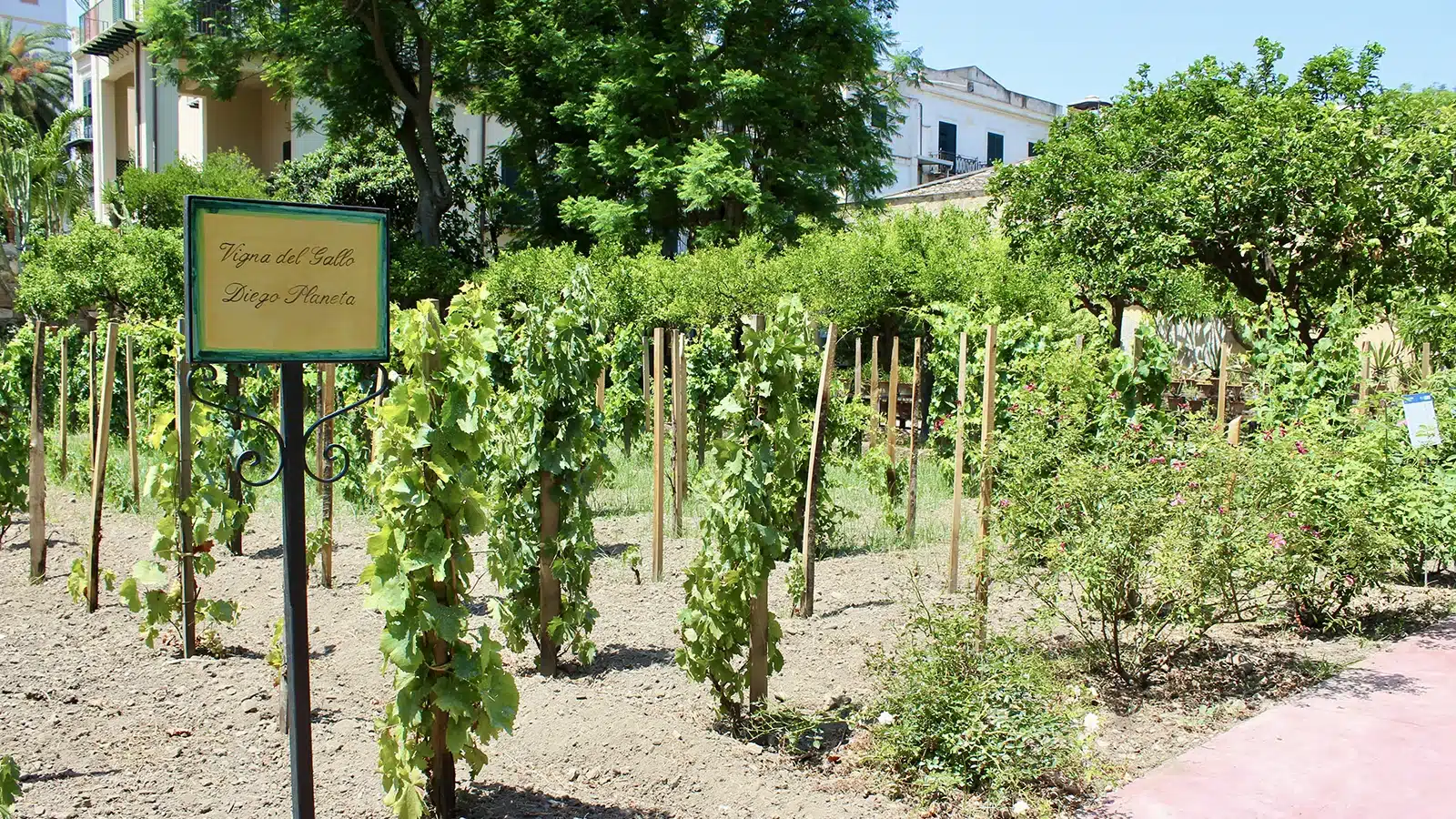 vigna del gallo