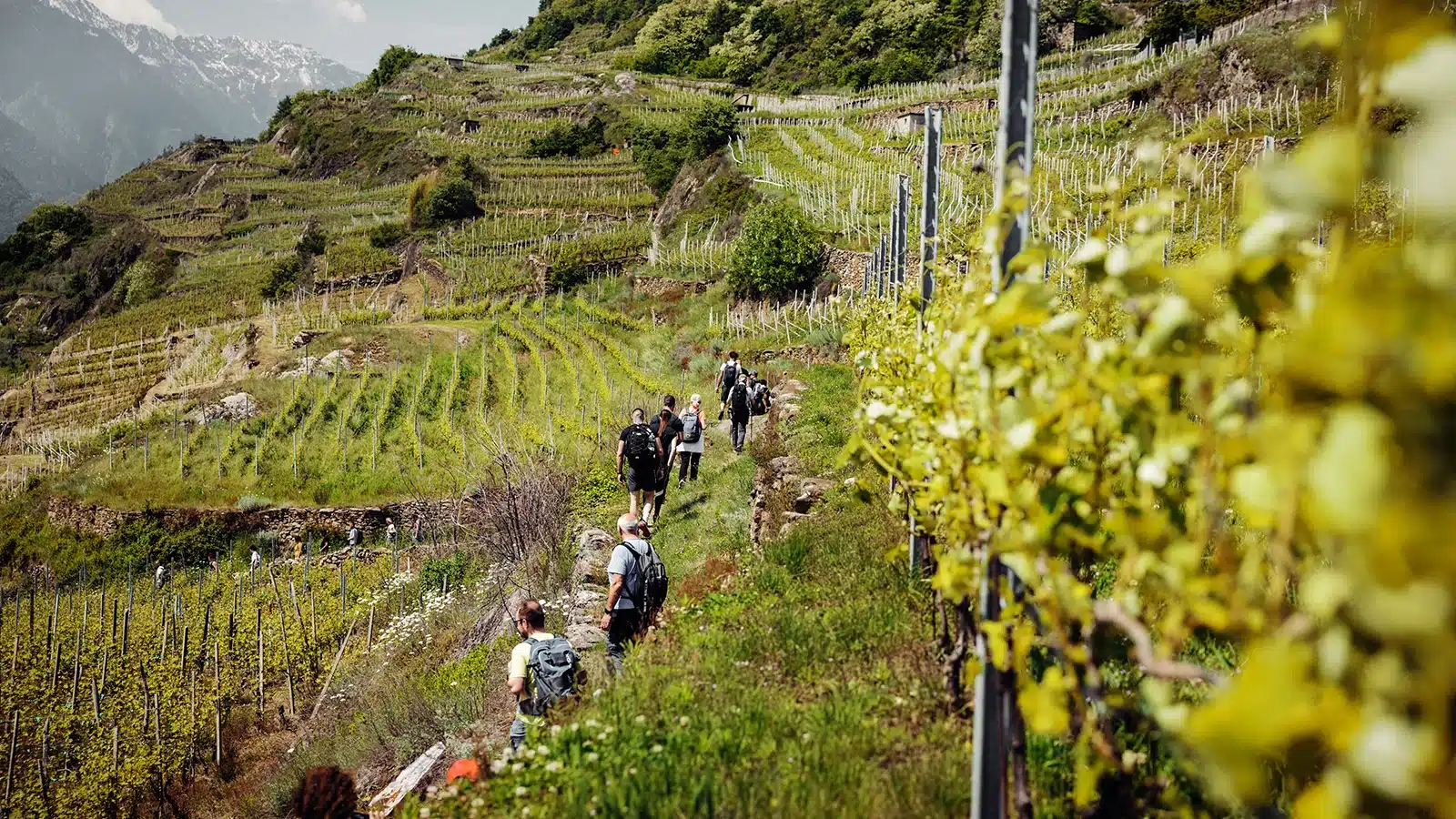 viva valtellina