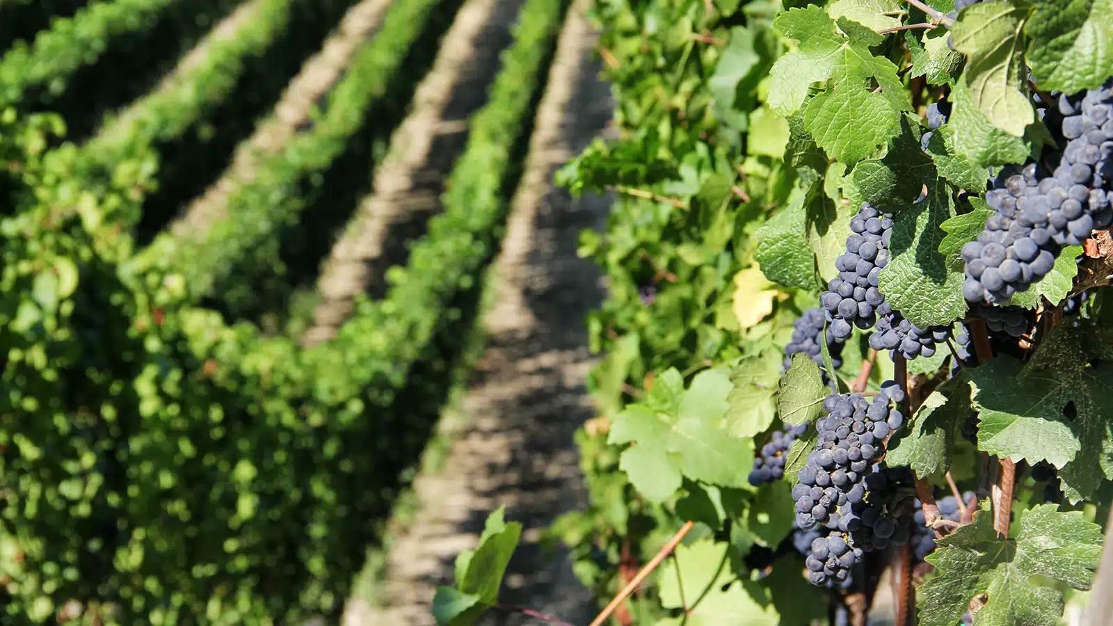 barbaresco treiso