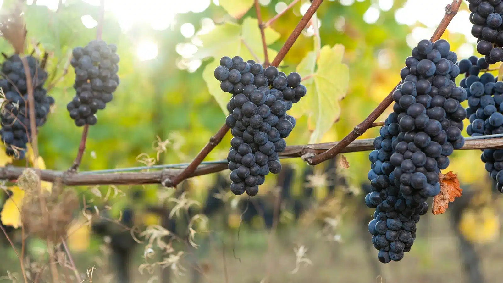 50 sfumature di pinot noir