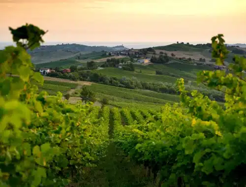 oltrepò terra di pinot nero