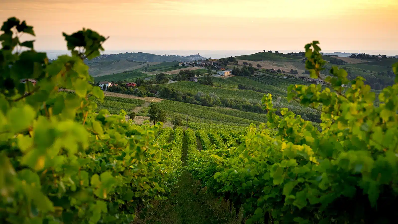 oltrepò terra di pinot nero