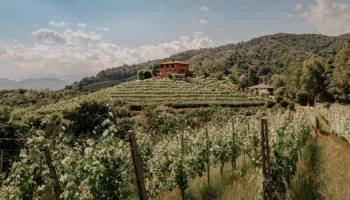 taste alto piemonte