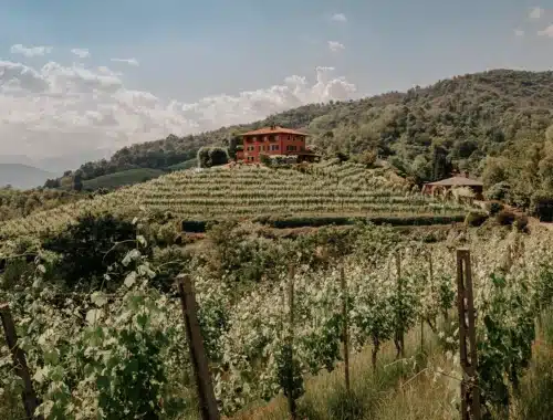 taste alto piemonte