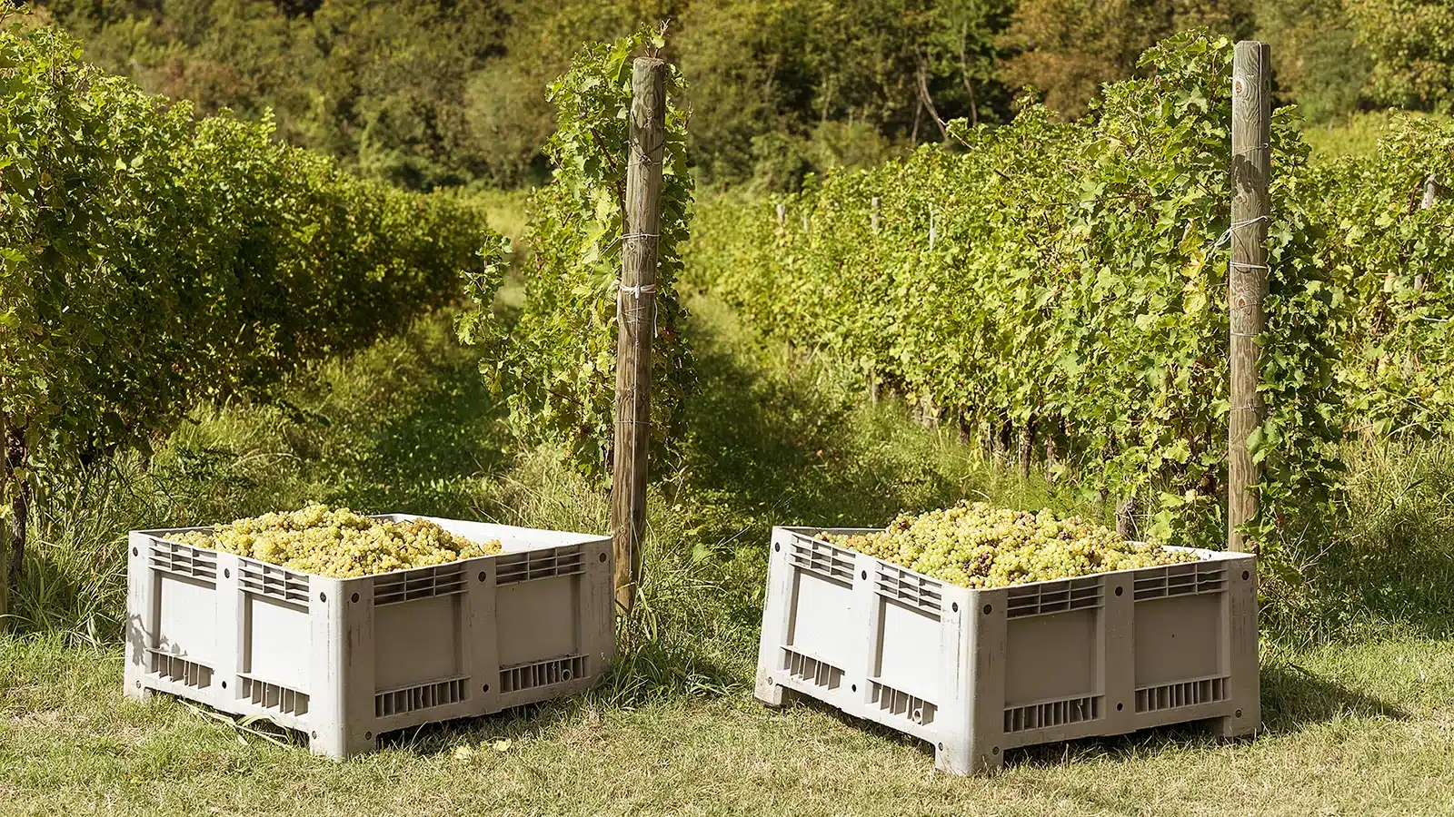 vendemmia didattica