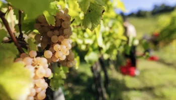 vendemmia didattica