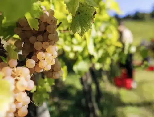vendemmia didattica