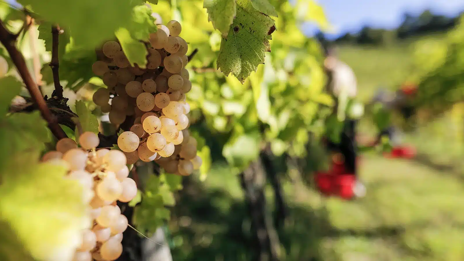 vendemmia didattica