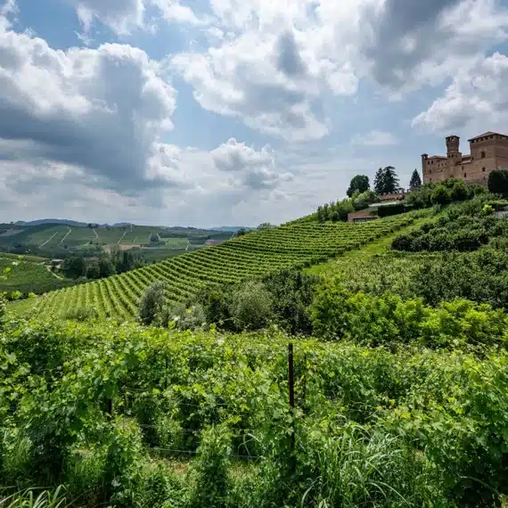 barolo en primeur