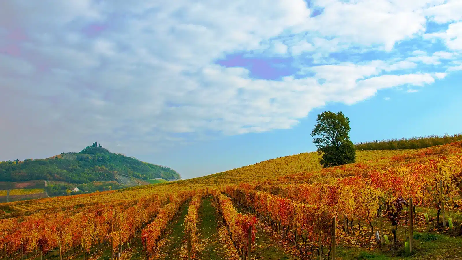 barbera wine festival