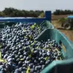 vendemmia 2025