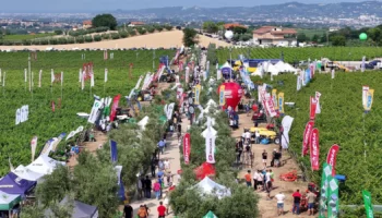 enovitis in campo