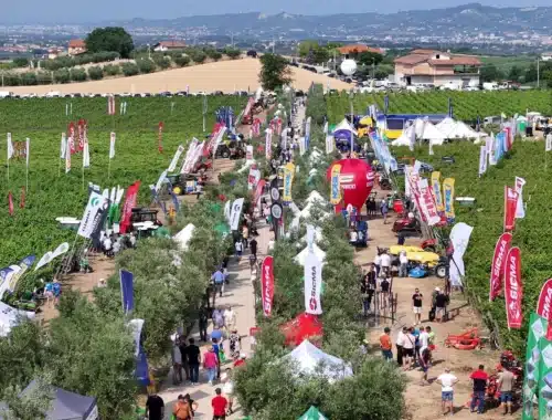 enovitis in campo