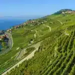cervim
