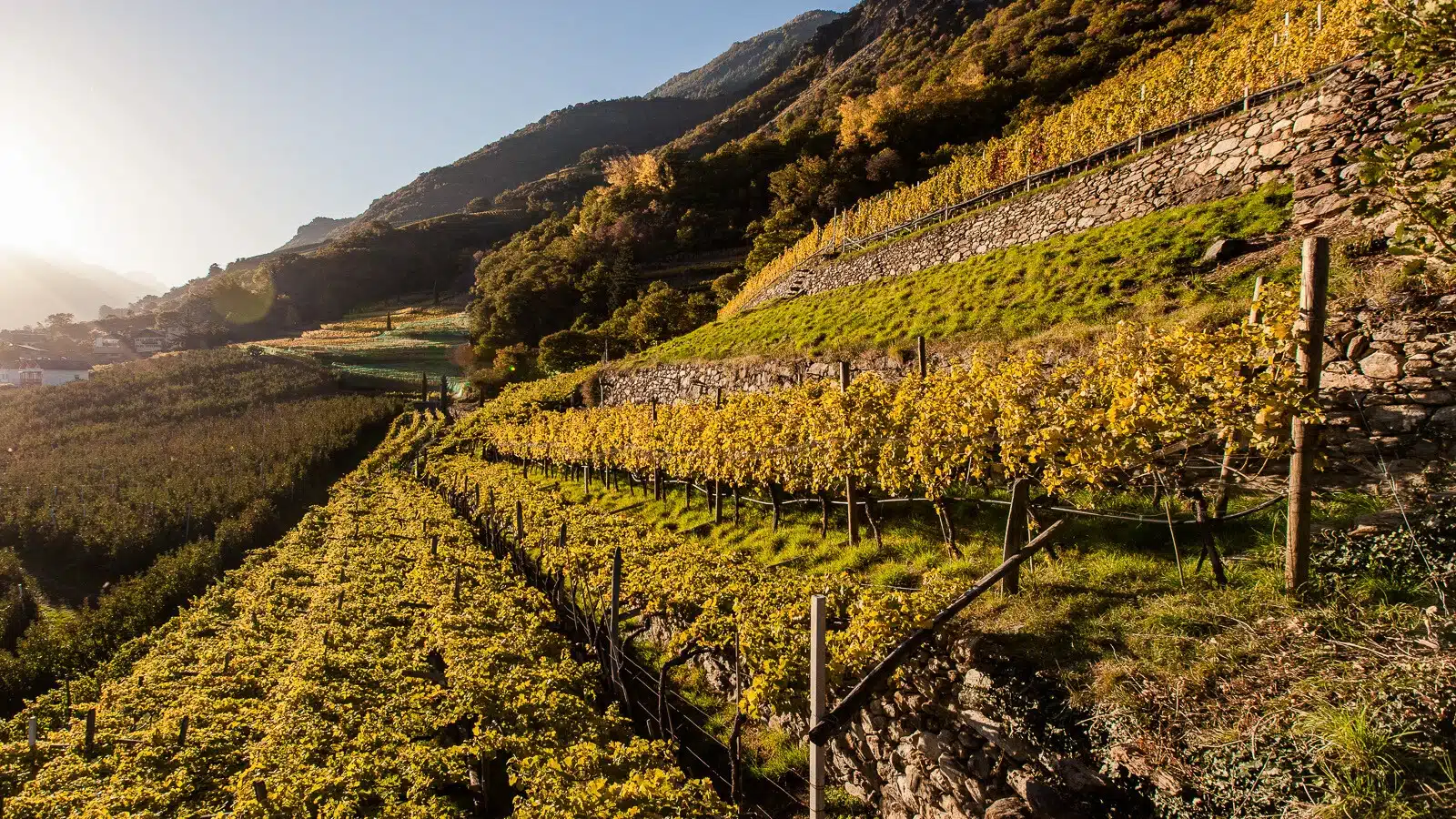 vini alto adige