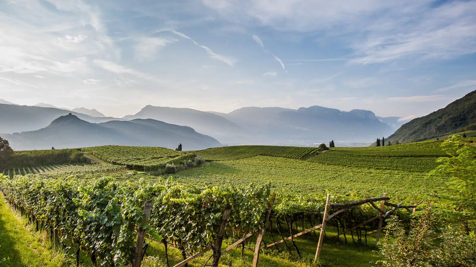 vini alto adige