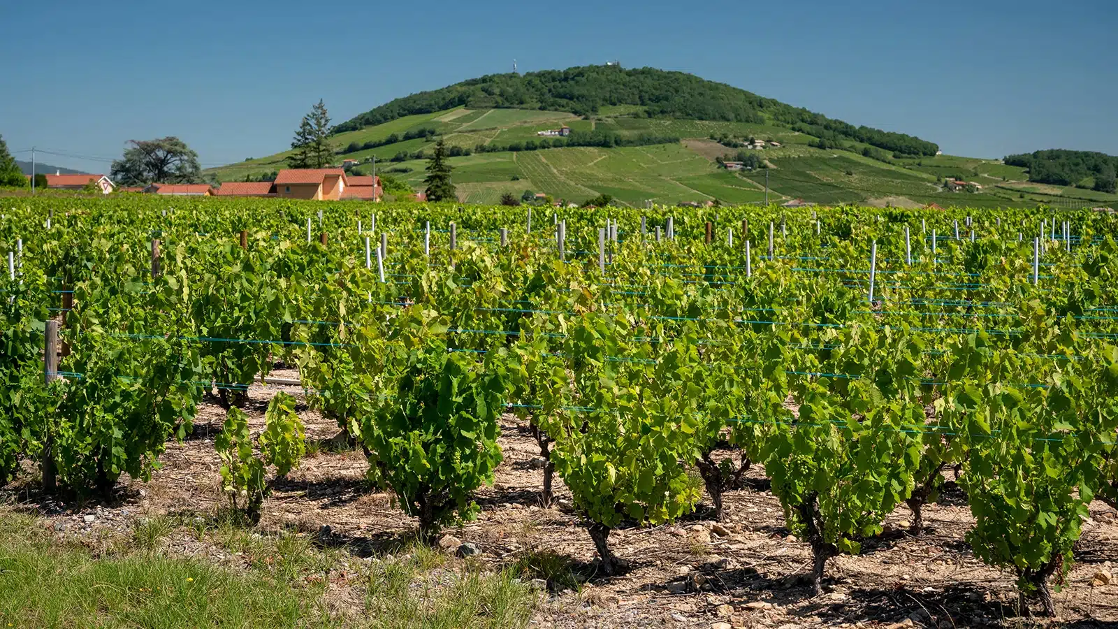 côte de brouilly